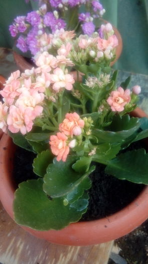 1471100294450-2101124795 - Kalanchoe