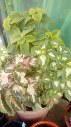 1471100364842-1034164767 - Muscate si alte plante