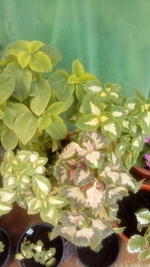 1471100378496-330309156 - Muscate si alte plante