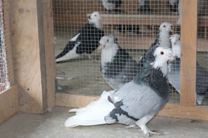 IMG_0148 - Porumbei urias de salonta