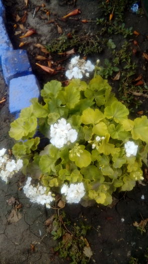  - Muscate si alte plante