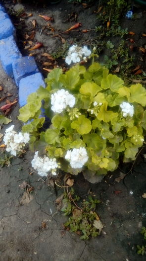 1471103119422-708909693 - Muscate si alte plante