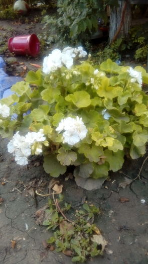 1471103131569-751410859 - Muscate si alte plante