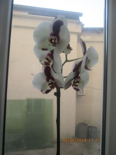 Orhidee - Orhidee