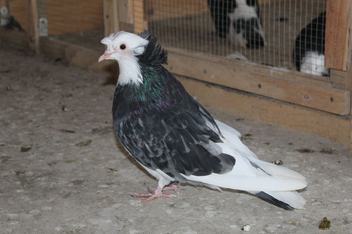 IMG_1262 - Porumbei urias de salonta