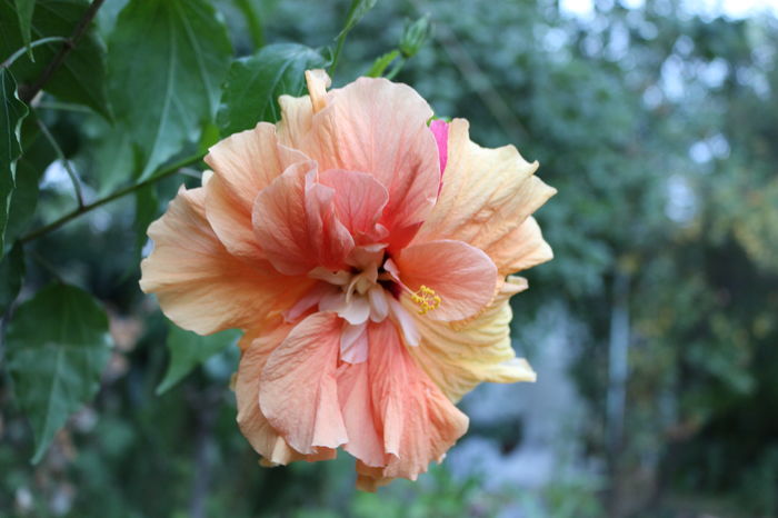  - Plante ghiveci