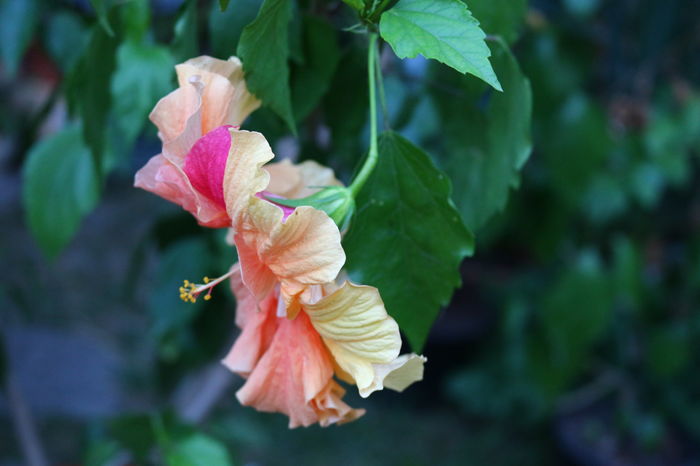  - Plante ghiveci