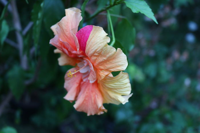  - Plante ghiveci
