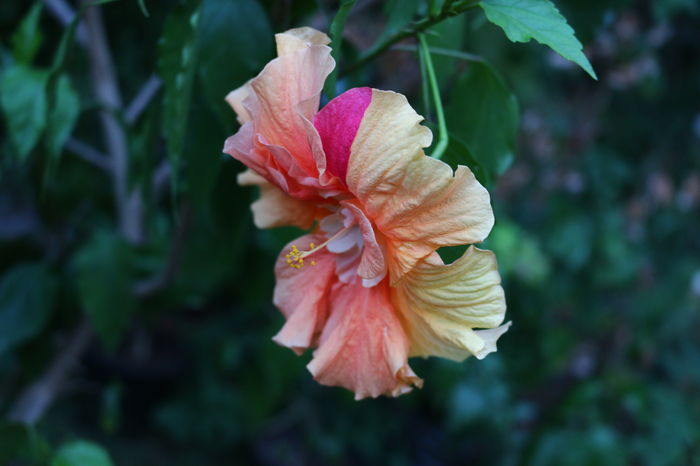  - Plante ghiveci