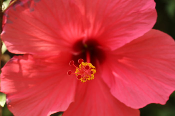 IMG_3157 - Plante ghiveci