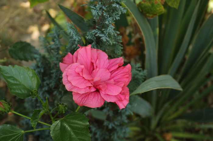 IMG_3161 - Plante ghiveci