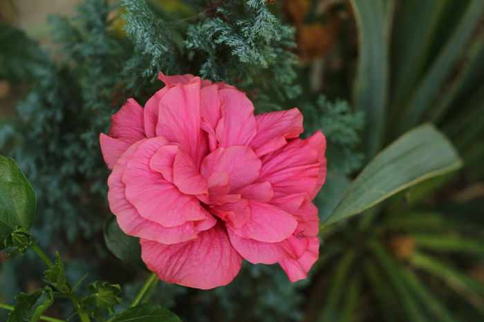  - Plante ghiveci