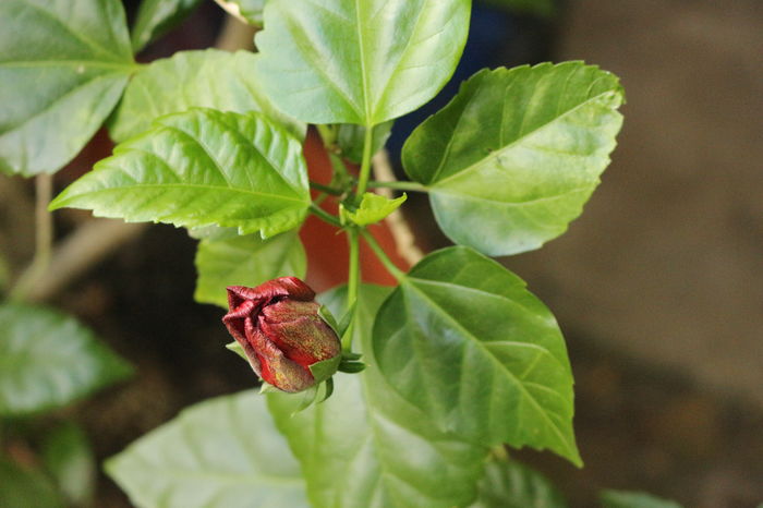  - Plante ghiveci