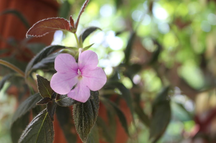  - Achimenes and co