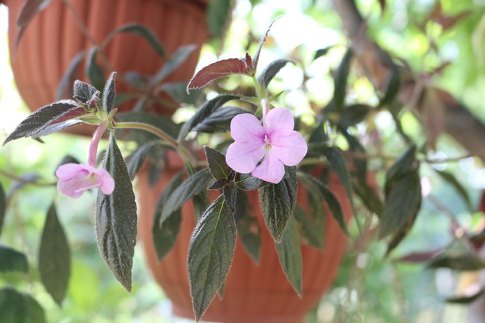  - Achimenes and co