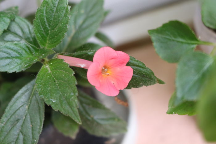  - Achimenes and co