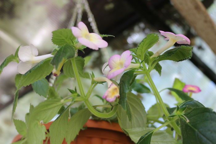  - Achimenes and co