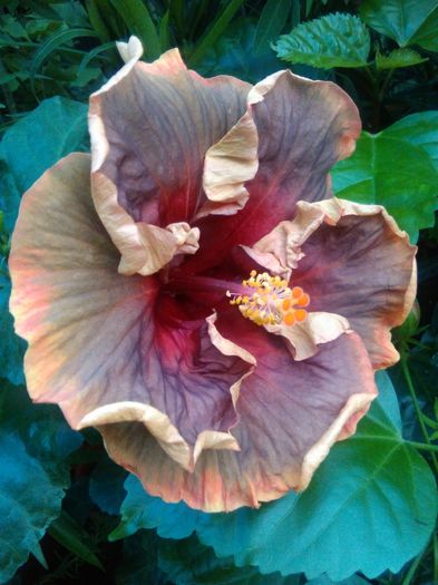  - Hibiscus Voodoo Magic