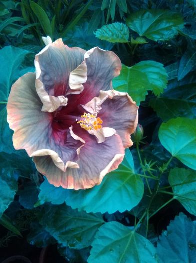  - Hibiscus Voodoo Magic