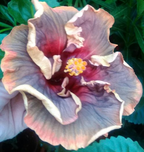  - Hibiscus Voodoo Magic