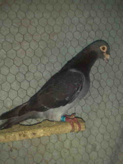 Guillermo