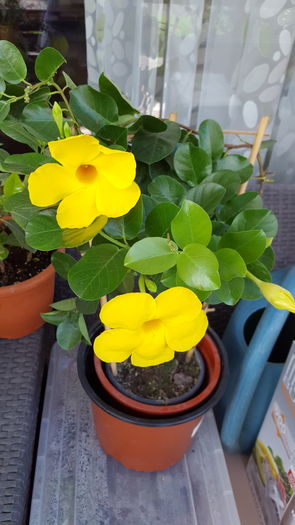 - dipladenia