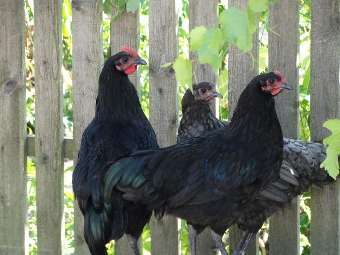  - Australorp