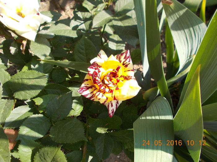 simsalabim - TRANDAFIRI 2016