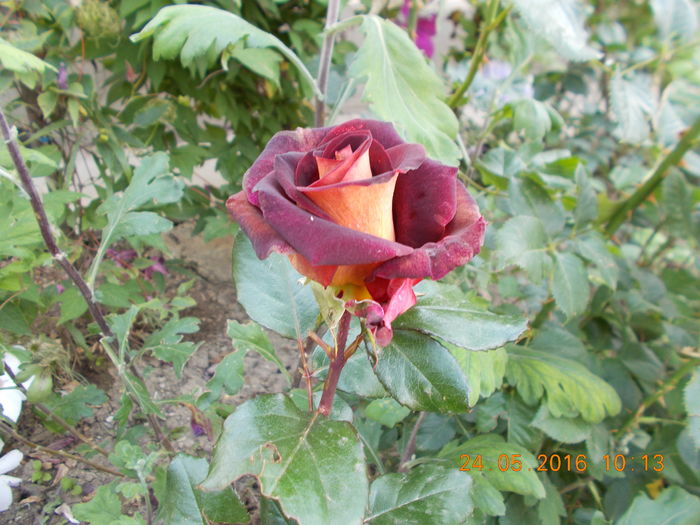 DSCN2475 - TRANDAFIRI 2016