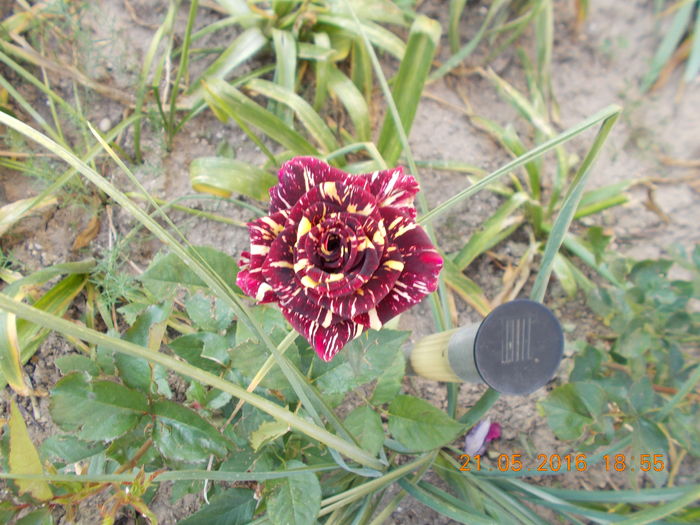 hocus pocus - TRANDAFIRI 2016