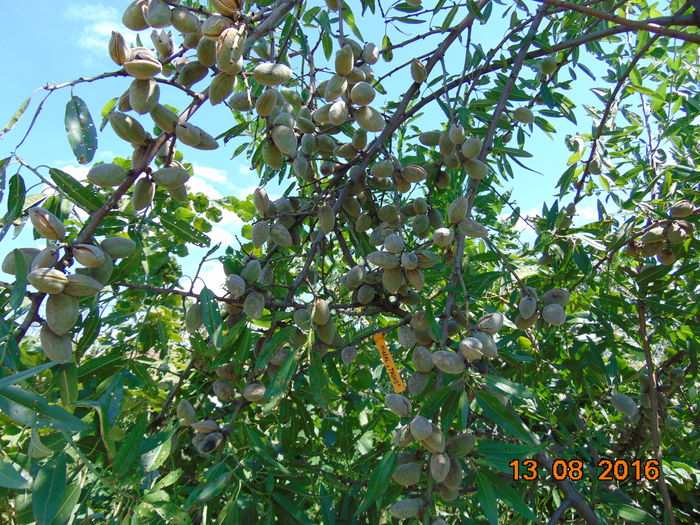 TUONO - singurul care a ramas cu toate fructele dupa vreo 3 ingheturi tarzii in aprilie - MIGDALI