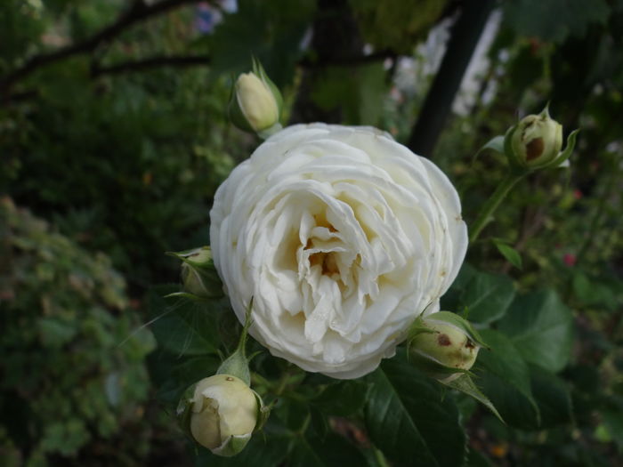 Artemis -inflorirea nr 2