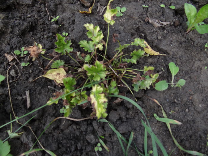 cumparata ca Lime Rickie