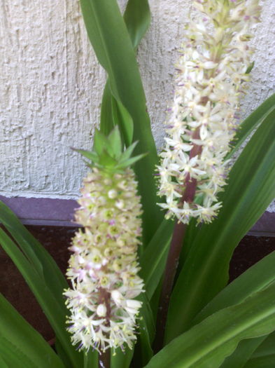  - 01-Flori din curtea mea 2016