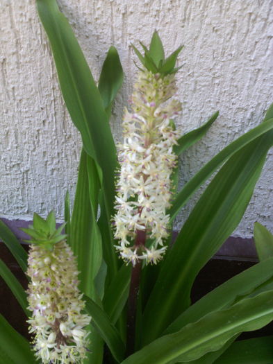  - 01-Flori din curtea mea 2016