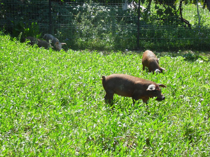 SAM_2407 - c - Porci Duroc American