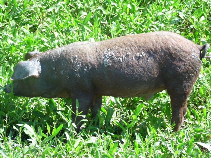 SAM_2412 - c - Porci Duroc American