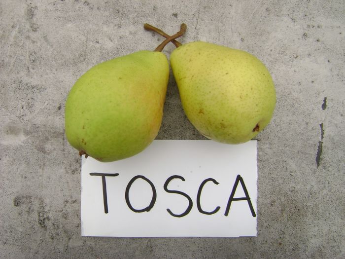 Tosca 1; Pere Tosca.
