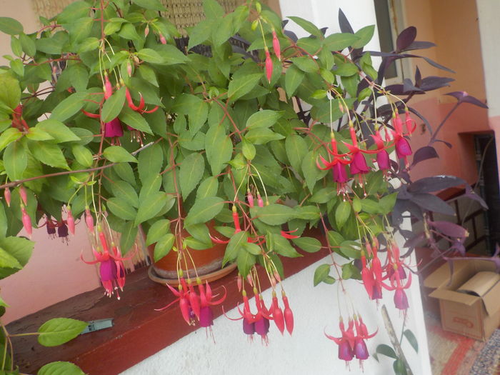 DSCN1316[1]