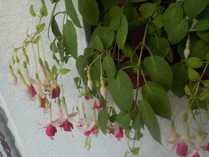DSCN1315[1]