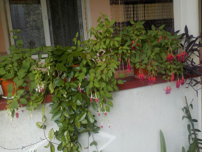 DSCN1317[1] - Florile mele