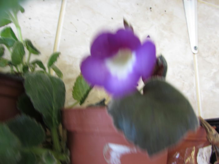 SRGs Blue Cheese ( primita ca SRGs Ice Eruption )