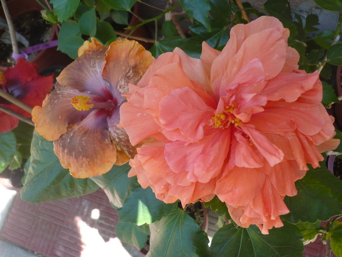 P1290117 - HIBISCUSI 2016-5