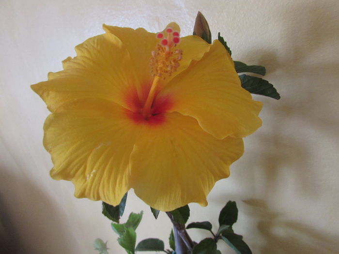 IMG_7208 - Hibiscusi 2016