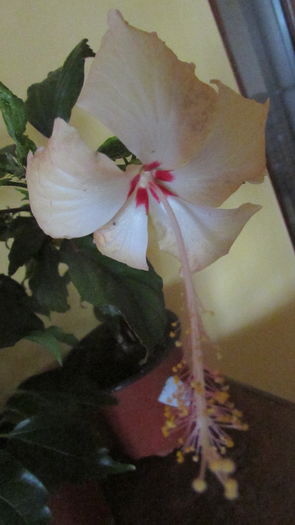 Fort de France - Hibiscusi 2016