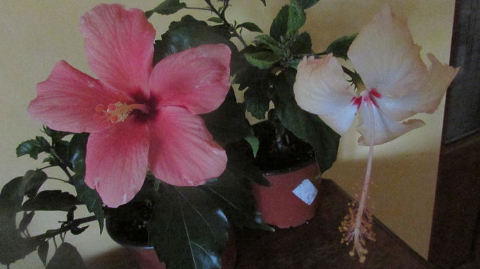 IMG_7258 - Hibiscusi 2016