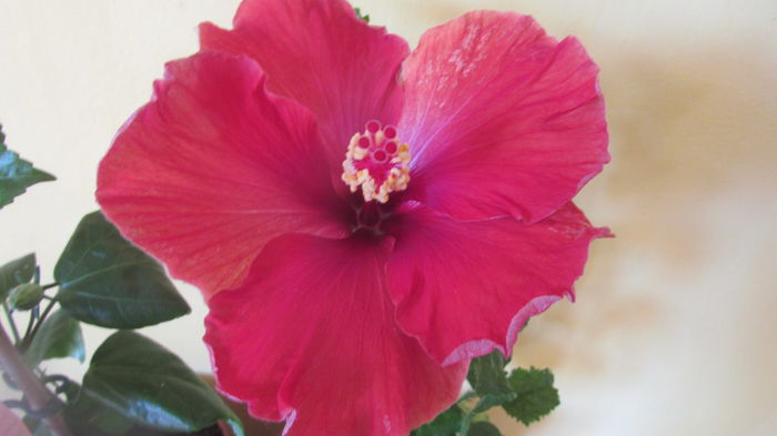 Hoochie Coochie - Hibiscusi 2016