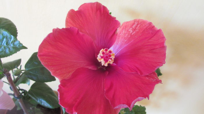 Hoochie Coochie - Hibiscusi 2016