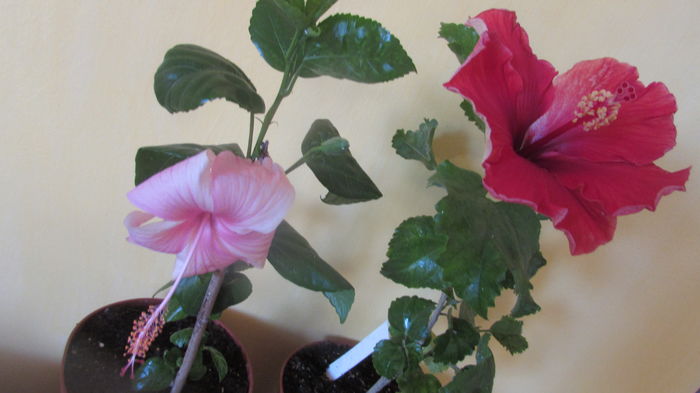 IMG_7284 - Hibiscusi 2016