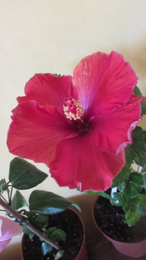 Hoochie Coochie - Hibiscusi 2016